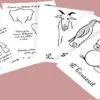 J'apprends à Dessiner Les Animaux